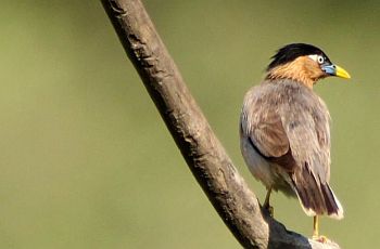 brahminy myna